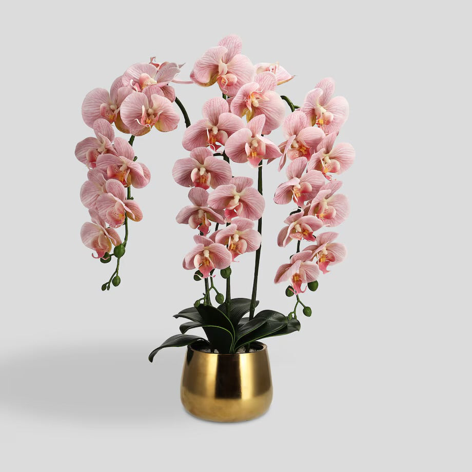 Orchidiso gerviblóm