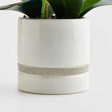 Load image into Gallery viewer, Orchibitto gerviblóm
