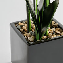 Load image into Gallery viewer, Florettis gerviblóm
