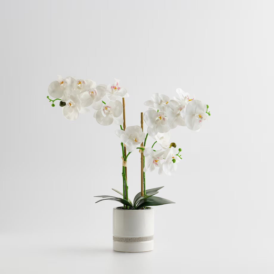 Orchibitto gerviblóm