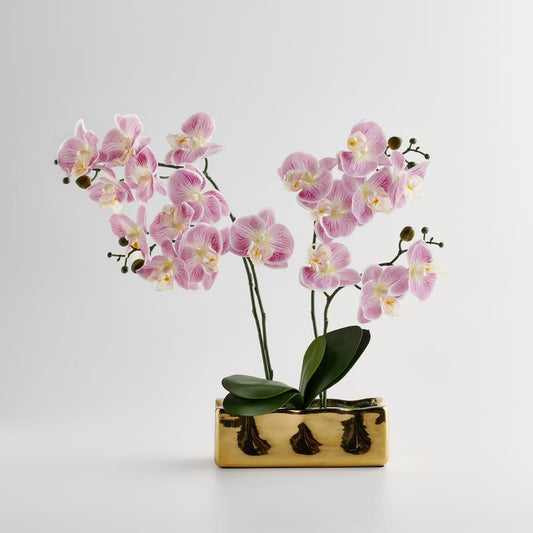 Orchianum gerviblóm