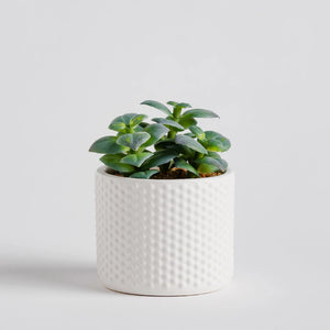 Tamise gerviplanta (9882287636796)