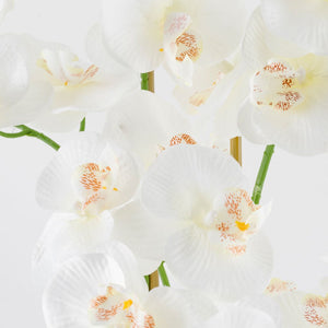 Orchidino gerviblóm (5294757773357)