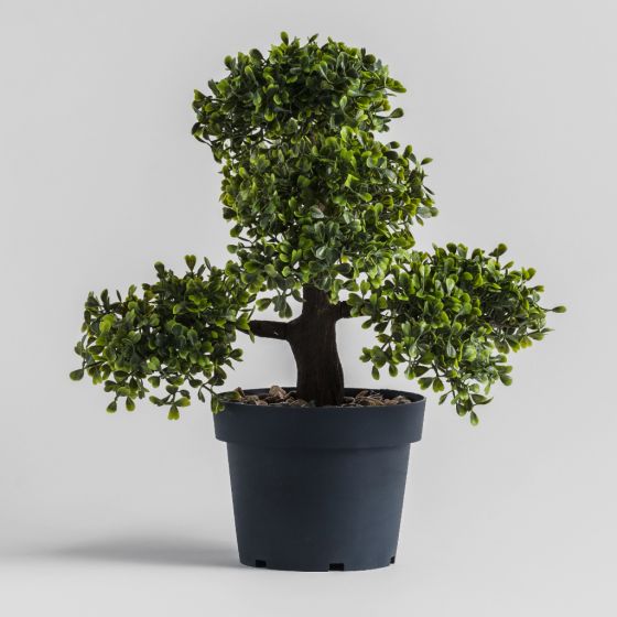 Bonsai gerviplanta (6679155900461)