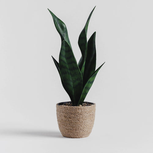 Timo gervi planta (8228843946300)